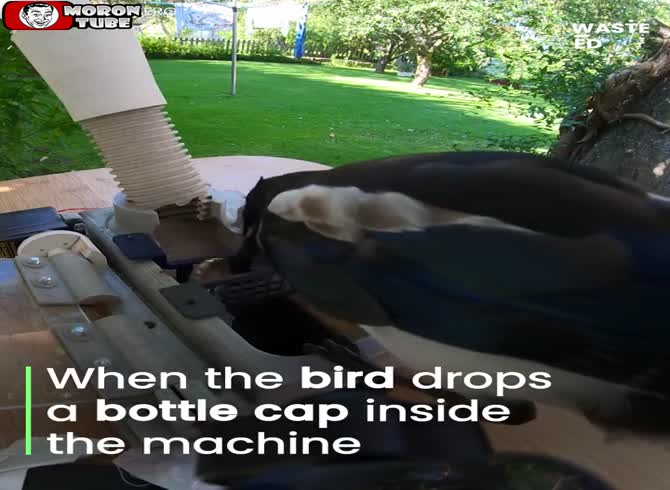 Video :An apparatus that incentivizes magpies to return rubbish for recycling